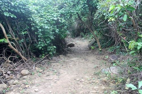 Đường mòn xuyên rừng người dân tự khai phá trên bán đảo Sơn Trà (Ảnh: Nhiệt Băng )