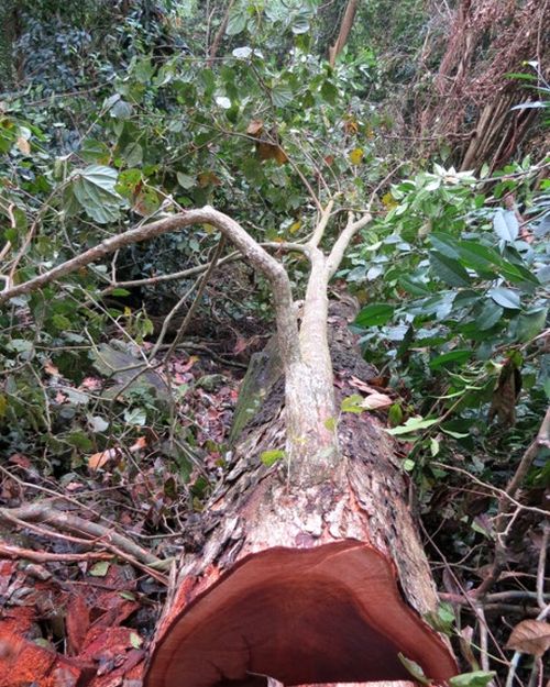Một cây gỗ quý trong rừng nguyên sinh Triệu Nguyên vừa bị lâm tặc đốn hạ.