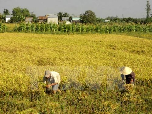 hu hoạch lúa Đông Xuân 2015-2016 tại xã Tân Hòa, huyện Châu Thành A, tỉnh Hậu Giang. (Ảnh: Duy Khương/TTXVN)