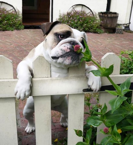 Hàng rào không thể ngăn được "tình yêu thiên nhiên" của chú chó. (ảnh: BaqqyBulldogs/Bright Side)