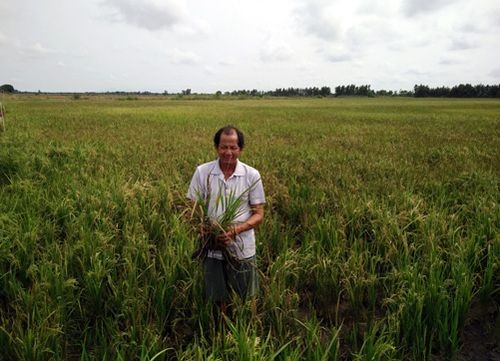 Ông Trương Hiếu Thuận, ngụ ấp Ranh Hạt, xã Bình Giang, huyện Hòn Đất (Kiên Giang) bên ruộng lúa bị thối rễ đang chết dần. (Ảnh: Lê Sen – TTXVN)