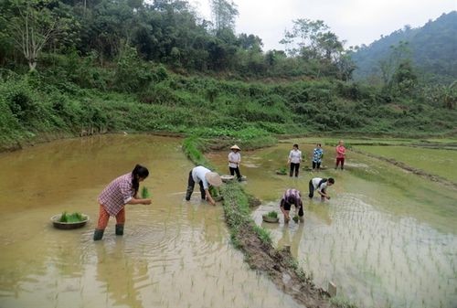Người dân xã Thượng Nung, huyện Võ Nhai canh tác trong Khu bảo tồn thiên nhiên Thần Sa - Phượng Hoàng