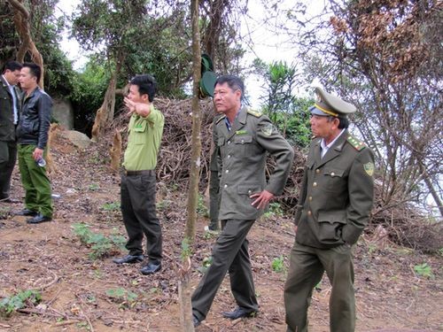 Cơ quan chức năng kiểm tra vụ phá rừng Sơn Trà