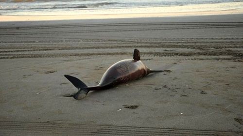 Cá heo chết dạt vào bờ biển thuộc khu vực Costa. (Nguồn: infobae.com)