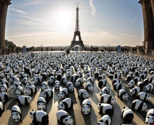 1.600 chú gấu trúc được triển lãm ở Paris, Pháp. (Nguồn: Thaizer)
