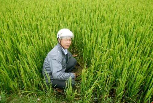 Lúa ở huyện Tây Sơn đang thời kỳ trổ bông nhưng bị khô hạn nhiều ngày. (Ảnh: Vũ Đình)