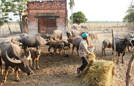 Dự án công viên bán hoang dã “đắp chiếu” cả thập niên nên nhiều người dân tranh thủ nuôi trâu, bò (Ảnh: Nguyễn Tân)