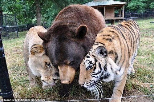 Chú gấu đen Bắc Mỹ có tên là Baloo, con hổ Bengal tên Shere Khan và chú sư tử Nam Phi tên Leo. (Nguồn: Daily Mail)