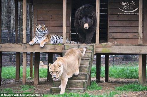 Khi đó cả ba đều còn rất nhỏ và trên người có một số vết thương bị nhiễm trùng. (Nguồn: Daily Mail)