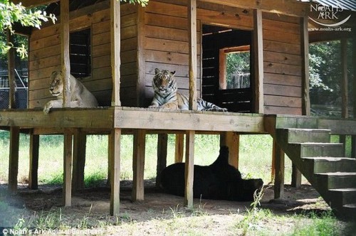 Chúng sống rất tình cảm và luôn sát cánh bên nhau. (Nguồn: Daily Mail)