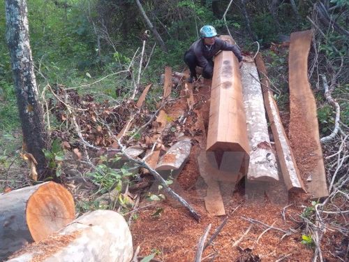 Cây gỗ được xẻ vuông theo quy cách trong rừng phòng hộ Ia Rsai. (Ảnh: Hoài Nam/TTXVN) 