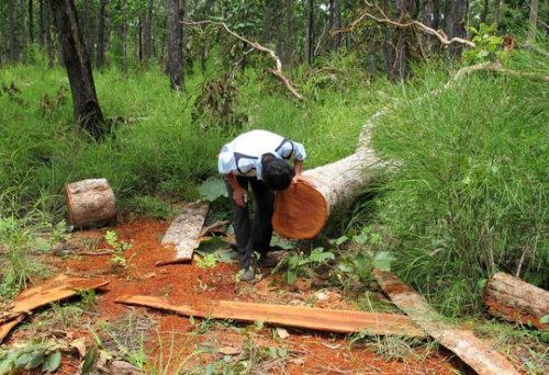 Cả những cây gỗ nhỏ trong Vườn Quốc gia Yók Đôn cũng bị đốn hạ (Ảnh: Cao Nguyên)