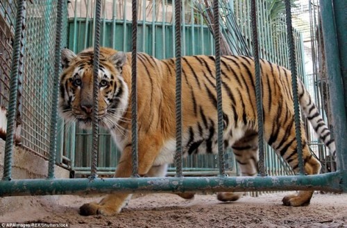 Những con thú sống sót của vườn thú này đã được chuyển đến Amman của Jordan. Cơ quan trú ẩn khẩn cấp cho động vật địa phương sẽ bảo vệ và chữa trị cho những con thú đó. Tuy nhiên, số lượng những con thú sống sót thì ít hơn nhiều so với số lượng con đã chết.