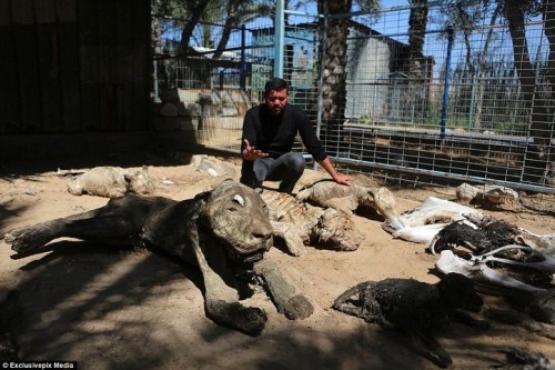 Khan Younis là một trong 5 vườn thú ở Dải Gaza, được xây dựng vào năm 2007 bởi Mohammed Awaida. Cuối năm 2008, Israel tấn công Phong trào Hamas, vườn thú chịu ảnh hưởng nặng nề, một số lượng lớn động vật đã chết.