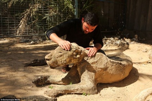 Do chiến tranh kéo dài nên chẳng thể thành lập một cơ quan quản lý vườn thú. Sự sinh tồn của các vườn thú ở Dải Gaza chủ yếu phụ thuộc vào sự hỗ trợ của các tổ chức quốc tế. Tiến sỹ Amir Khalil, 51 tuổi, người phụ trách hiệp hội bảo vệ động vật của tổ chức Four Paws, chủ yếu phụ trách tổ chức tình nguyện viên địa phương hỗ trợ các vườn thú ở Dải Gaza.