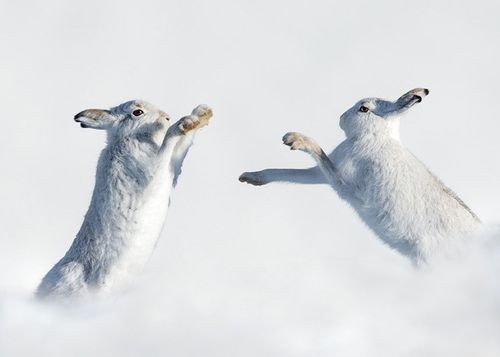 Một cặp thỏ tuyết ở Scotland. (Nguồn: Caters News)