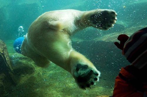 Con gấu bắc cực bơi trong hồ ở vườn thú Vienna. (Nguồn: EPA)