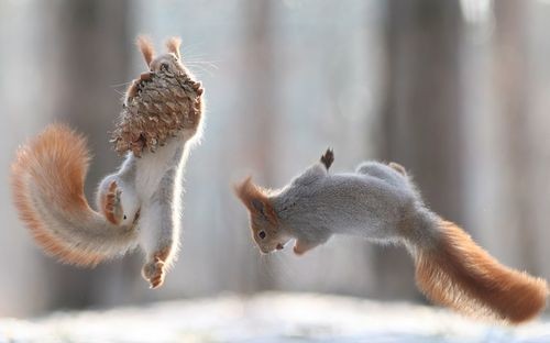 Một cặp sóc tranh giành thức ăn ở một khu rừng gần Voronezh, Nga. (Nguồn: Solent News)