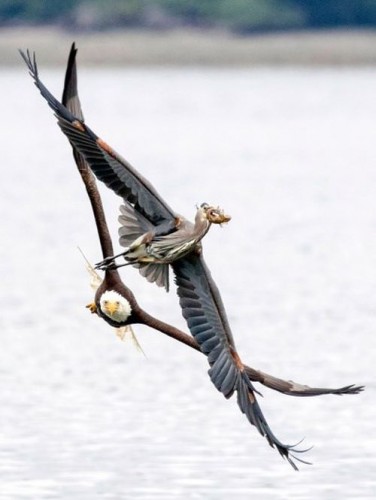Nhiếp ảnh gia Ken Archer đã chứng kiến màn rượt đuổi gay cấn giữa chim diệc và đại bàng khi đi qua hồ nước ở Hood Canal, bang Washington, Mỹ. (Nguồn: Caters News)
