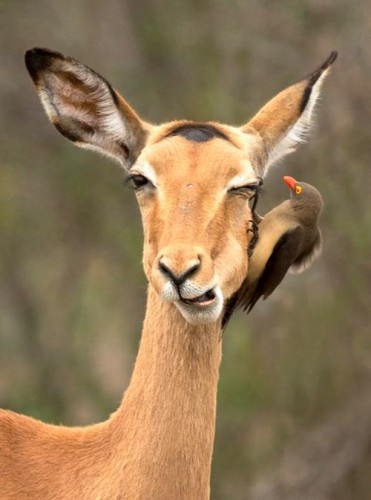 Linh dương Impala thư giãn khi được chú chim ăn những con bọ trong tai. (Nguồn: National)