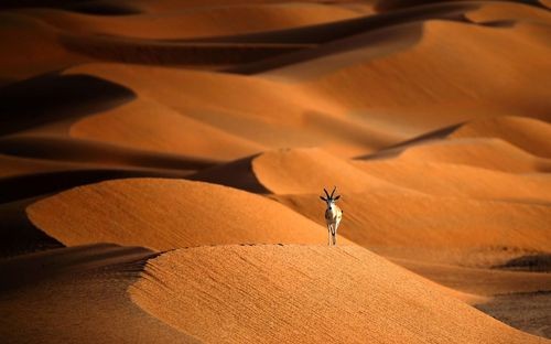 Con linh dương đứng trên một cồn cát ở Umm Al-Zamool. (Nguồn: AFP)