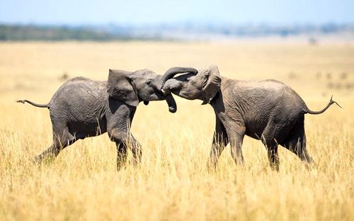 Hai con voi chơi đùa với nhau trên vùng thảo nguyên ở khu bảo tồn Masai Mara, Kenya. (Nguồn: Rex Shutterstock)