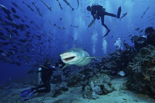 Shark Reef Marine Reserve ở Fiji là một mô hình du lịch sinh thái .du lịch sinh thái. Tại đây, khoản phí mà các du khách lặn xem cá mập được phân chia cho dân làng địa phương để họ không đánh cá và tham gia vào hoạt động bảo tồn cá, san hô nơi đây.