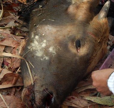 Con bò tót bị bắn chết cách đây hơn 2 tuần, bị róc hết thịt chỉ còn lại xương và đầu (Ảnh: X Hoàng/nld.com.vn)