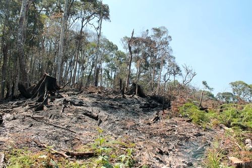 Rừng dọc đường Trường Sơn Đông (đoạn đi qua địa phận xã Lát, Đưng Knớ, Đạ Long, thuộc hai huyện Lạc Dương và Đam Rông của tỉnh Lâm Đồng) vẫn bị chặt phá nặng nề.