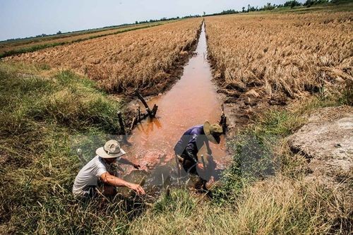 Những con kênh phục vụ tưới tiêu cho đồng ruộng ở xã Hưng Yên, huyện An Biên bị nhiễm mặn trầm trọng (Ảnh: Trọng Đạt/TTXVN)