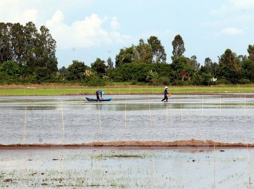 Diện tích gieo sạ trước đó cũng đang bị ảnh hưởng của nước mặn xâm nhập (Ảnh: Lê Sen/TTXVN)