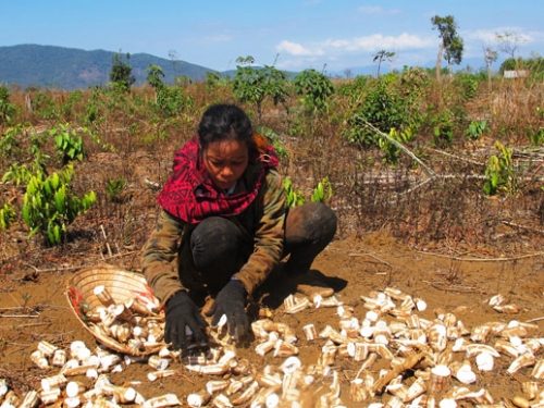 Bà Amí Khôi đang cố thu hoạch những củ mì trên mảnh đất khai hoang trước ngày bị cưỡng chế lấy đất.