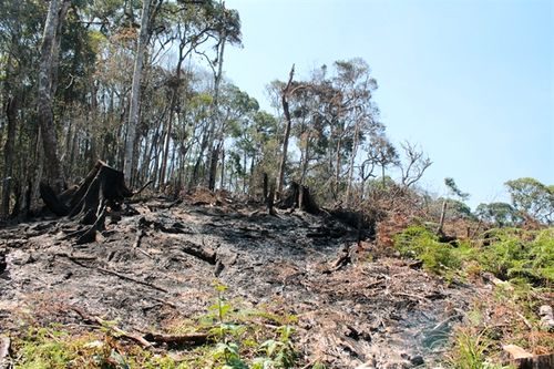 Rừng dọc đường Trường Sơn Đông, đoạn từ Lán Tranh, xã Đưng K’nớ, huyện Lạc Dương bị tán phá nặng nề
