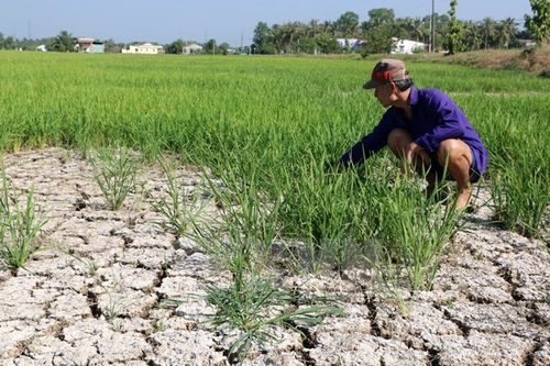 Nông dân tỉnh Long An bên ruộng lúa khô cằn. (Ảnh: Thanh Bình/TTXVN)