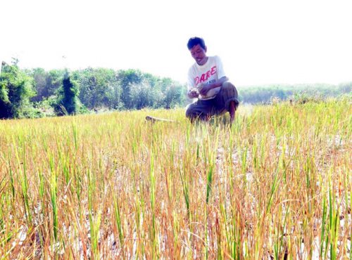 Một cánh đồng lúa bị mất trắng vì khô hạn kéo dài (Nguồn: TTXVN)