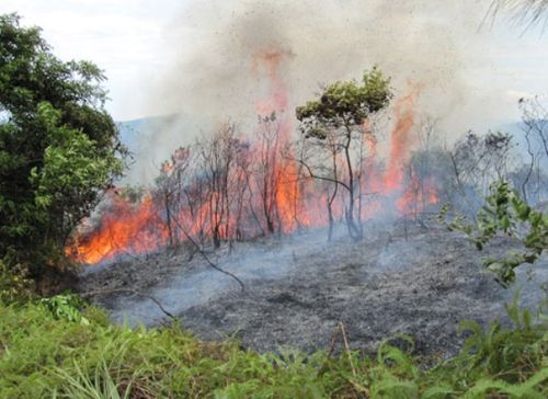 Người đứng đầu địa phương phải chịu trách nhiệm nếu để xẩy ra cháy rừng (Ảnh: TQ)