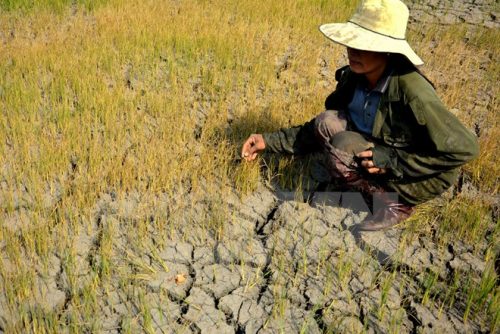 Ruộng lúa ở xã Ia Ka, huyện Chư Păh, Gia Lai khô cằn vì hạn hán (Ảnh: Hoài Nam/TTXVN)