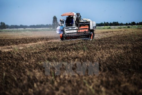 Cả cánh đồng lúa ở Ấp Kiên Thanh, xã Kiên Bình, huyện Kiên Lương, Kiên Giang bị nhiễm mặn xám đen ngay trước ngày thu hoạch. (Ảnh: Trọng Đạt/TTXVN)