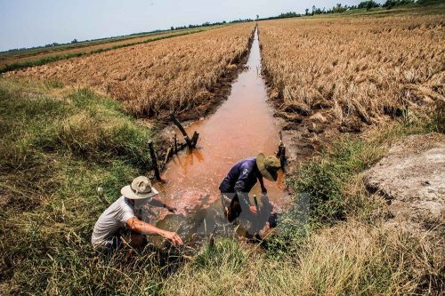 Những con kênh phục vụ tưới tiêu cho đồng ruộng ở xã Hưng Yên, huyện An Biên, Kiên Giang bị nhiễm mặn trầm trọng. (Ảnh: Trọng Đạt/TTXVN)