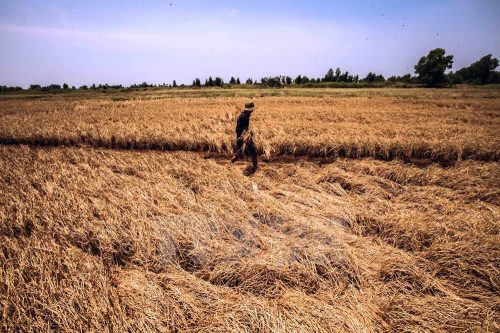 Cả cánh đồng lúa đến thời điểm thu hoạch bị hạn mặn làm cho chết khô. (Ảnh: Trọng Đạt/TTXVN)
