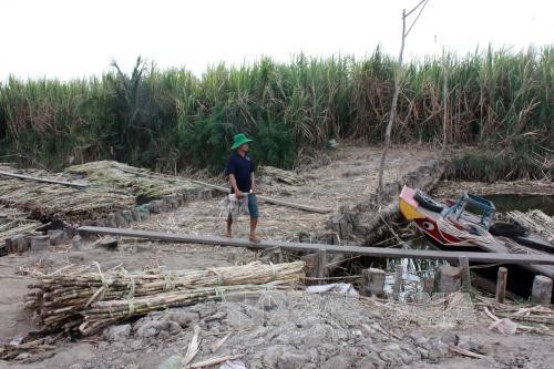 Đập ngăn mặn xâm nhập vào vùng sản xuất xã Minh Thuận, huyện U Minh Thượng, Kiên Giang, Việt Nam (Ảnh: Lê Sen - TTXVN)