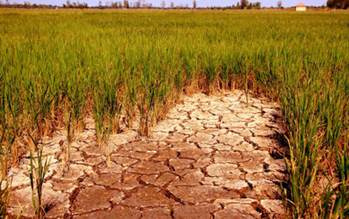 Ruộng lúa ĐBSCL đang trong tình trạng thiếu nước ngọt nghiêm trọng.