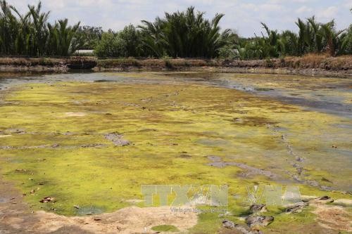  Hạn, mặn nghiêm trọng khiến nhiều đầm nuôi tôm công nghiệp ở Cà Mau bị bỏ hoang (Ảnh: Kim Há - TTXVN)