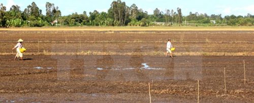 Hạn, mặn nghiêm trọng khiến nhiều đầm nuôi tôm công nghiệp ở Cà Mau bị bỏ hoang (Ảnh: Kim Há/TTXVN)