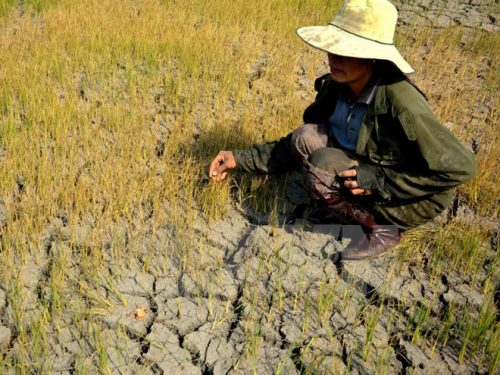 Hạn hán khiến ruộng đất khô cằn, nhiều diện tích lúa hư hại (Ảnh: Hoài Nam/TTXVN)