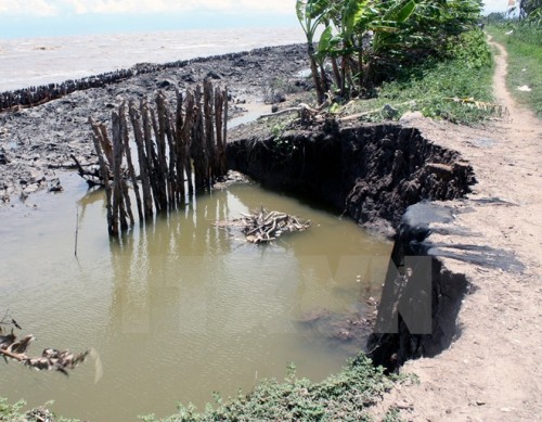 Sạt lở khu vực cống Hương Mai trên đê biển Tây thuộc địa bàn xã Khánh Tiến, huyện U Minh, Cà Mau (Ảnh: Lê Huy Hải/TTXVN)