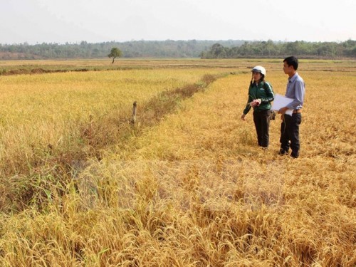 Nhiều diện tích lúa bị giảm năng suất do khô hạn ở Đắk Lắk (Ảnh: Dương Giang/TTXVN)