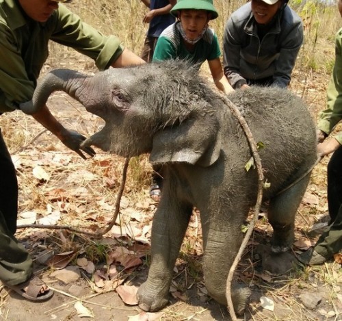 Chú voi rừng được giải cứu và thả về rừng (Ảnh: C Nguyên/nld.com.vn)