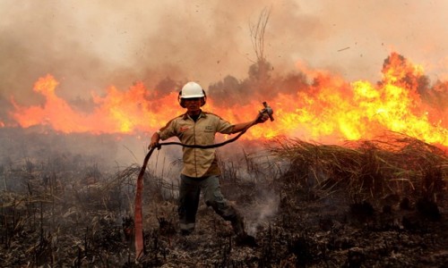Một đám cháy rừng tại Indonesia (Nguồn: THX)