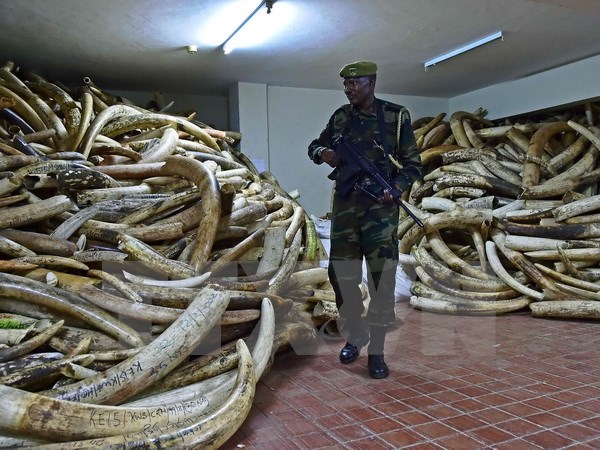 Kenya thu giữ số lượng lớn sản phẩm động vật hoang dã quý hiếm